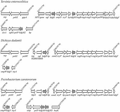 The Role of OmpR in the Expression of Genes of the KdgR Regulon Involved in the Uptake and Depolymerization of Oligogalacturonides in Yersinia enterocolitica